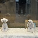 애견미용실 바비펫 이미지