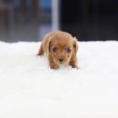 구월2동-16 이미지