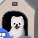 에브리데이 펫 이미지