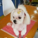 펫더스타일 이미지