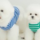 로키몰