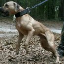 GR kennel 이미지