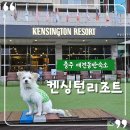 충주펫 | 애견동반숙소 켄싱턴리조트 충주 디럭스펫 룸 솔직후기