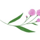 피글