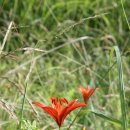 나리와꽃창포 이미지