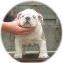 한국참피온 이미지