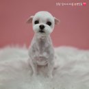 뽀도독 이미지