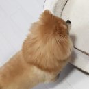 댕하임 네이버블로그