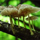 하얀버섯 이미지