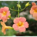 8월 4일 능소화 (Chinese trumpet creeper) 이미지