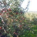 겸면농장 이미지