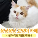 꽁냥꽁냥캣 네이버블로그