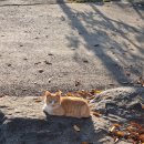 괴강올갱이해장국 이미지