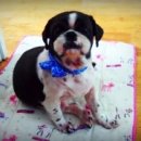 품 동물병원 이미지