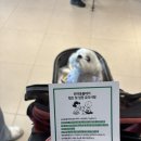 스누피 애견 | 제주도 제주시 구좌 테마파크 N차 방문한 ‘스누피가든’ 애견동반 후기
