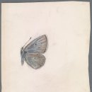 Vladimir Nabokov’s Butterfly Drawings Take Flight in This New Book: A little-known fact. The author of “Lolita” was also an avid lepidopterist 이미지