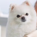 빈티지라디오하우스애견펜션