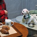 놀다가시개 이미지