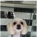오키독키