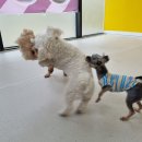 멍삼이네 이미지