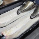 금빛장어 이미지