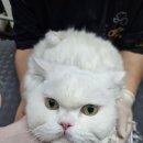 야옹아놀자 이미지