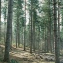 족발 공화국 이미지