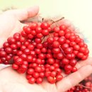 뇌건강, 건강차 이미지