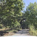 죽령졸음쉼터(춘천) | [강원/춘천] 촌닭집 :: 어디로튈지몰라 1화 오리고기집 춘천 오리 숯불 구이 노포 맛집