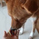 멍냥프라이 이미지