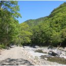 공룡김밥 이미지