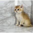 도그마루 이미지