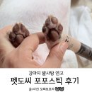 강아지발바닥보습제 펫도씨 포포스틱 사용 후기