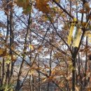 봉림산(696m)방가산(694m)자심봉(234m)미등(210m)장자봉(195m)/경북영천 이미지