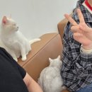 캣플헤븐 AK플라자금정점 이미지