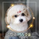 수술 한달 차 강아지 PSS 간문맥단락 후기!