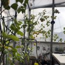 레몬테라스 | 이태원 레드브릭 비스트로, 2026 블루리본 받은 레몬 테라스 런치 후기