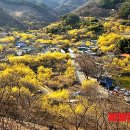 설녹수 품바의 인생~🎵🎶/구례 산수유축제 이미지