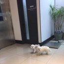 올리몰스 펫샵 | 전주 송천동 동물병원 추천