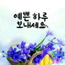 삼칠근의 효능... 이미지