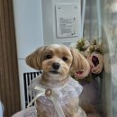 빠몽(PAWMONG) 이미지