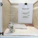 보니또따 이미지