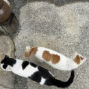 호야 달수 이미지