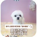 보람애견미용 | 신창동 애견미용 말티즈 전체 가위컷 후기