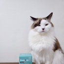 벳전문약국 이미지