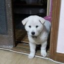 똥강아지 이미지