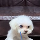 21그램 반려동물 장례식장 남양주점 이미지