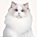 캣플 동탄점 이미지