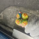 세븐일레븐 울산일산번덕점 이미지