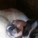 회룡대 별장펜션 이미지